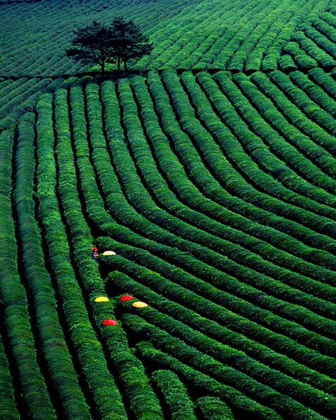 846 - COMPOSITION - LIM IL-TAE - korea, republic of.jpg